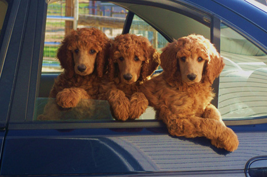 brown standard poodle puppies