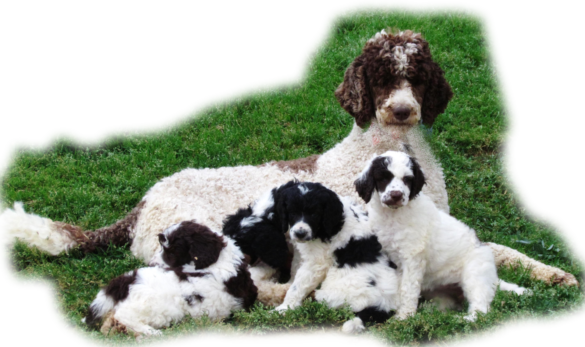 standard poodle dogs for sale
