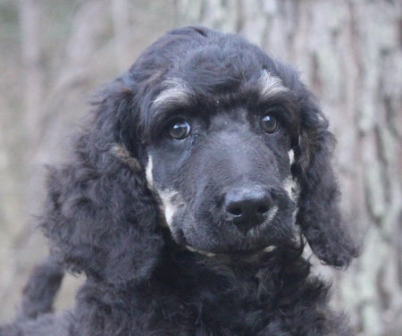 Parti Phantom Standard Poodles And Poodle Puppies For Sale Family Affair Standards