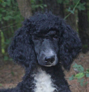 Available AKC Registered Standard Poodle Puppies For Sale