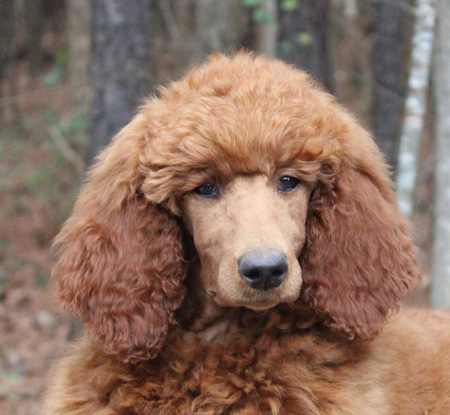 Available AKC Registered Standard Poodle Puppies For Sale