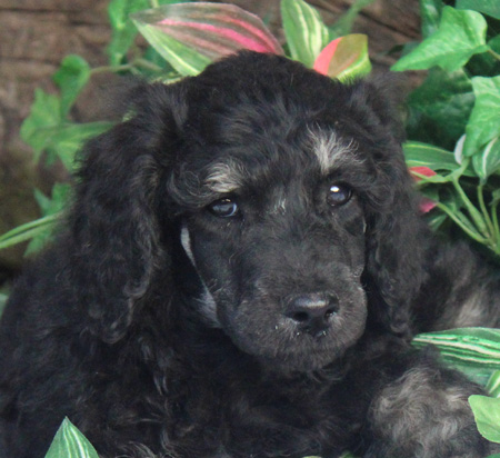 Available AKC Registered Standard Poodle Puppies For Sale