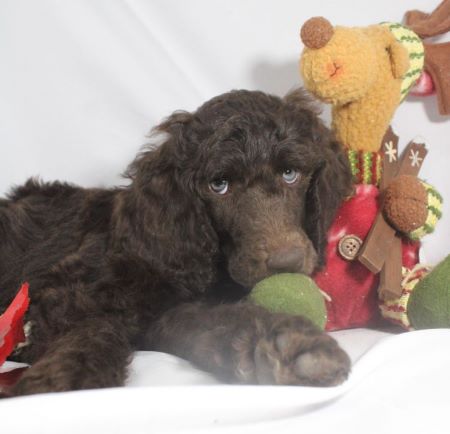 Available AKC Registered Standard Poodle Puppies For Sale