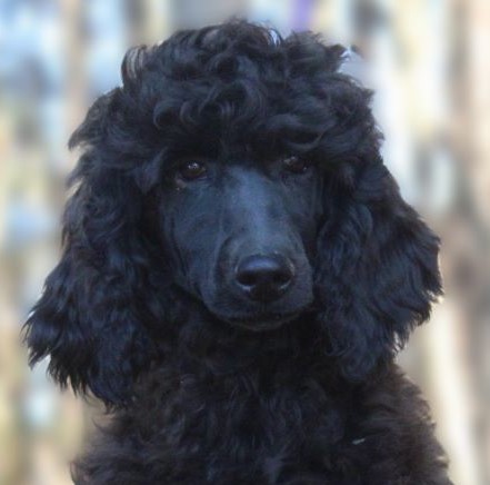 Buy standard poodle near clearance me